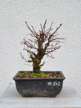 Japanische Ulme - Zelkove nire